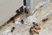 Ants Pest Control