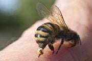Pest Control for Bee