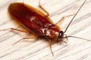 Pest Control for Cockroaches