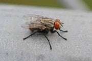 Pest Control for Flies