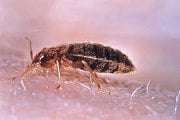 Pest Control for Fleas