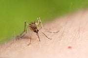 Pest Control for Mosquitoes