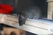 Pest Control for rat