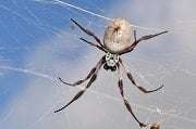 Pest Control for wasp
