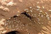 Pest Control for Termites