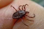 Pest Control for Ticks