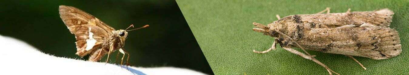 Pest Control Services in Perth