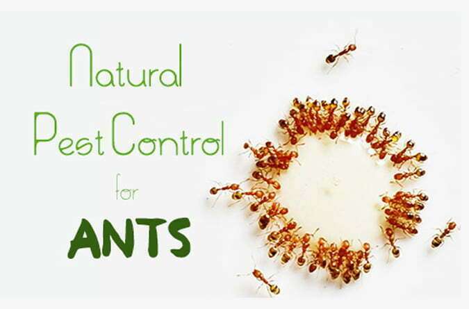Managing Ants through Ants Control Services Perth