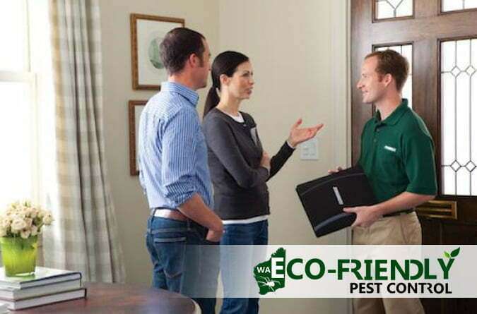 Importance of Timber Pest Inspections