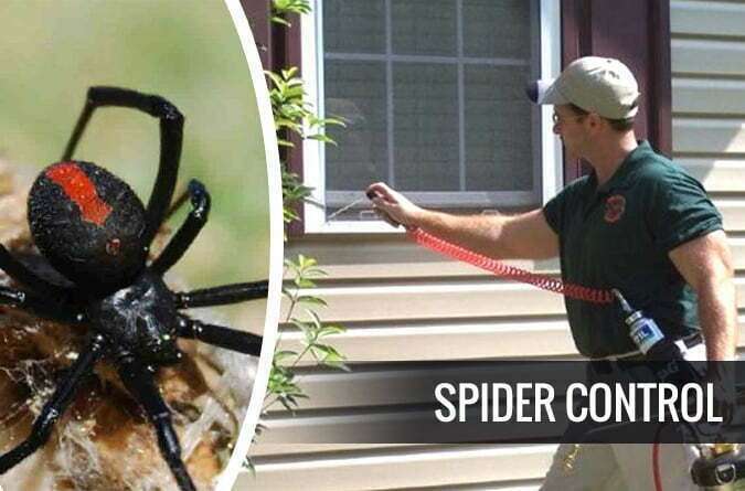 Keeping Spiders at Bay Through Spider Control Services