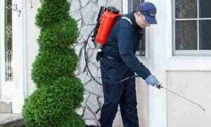 Ant Pest Control Perth