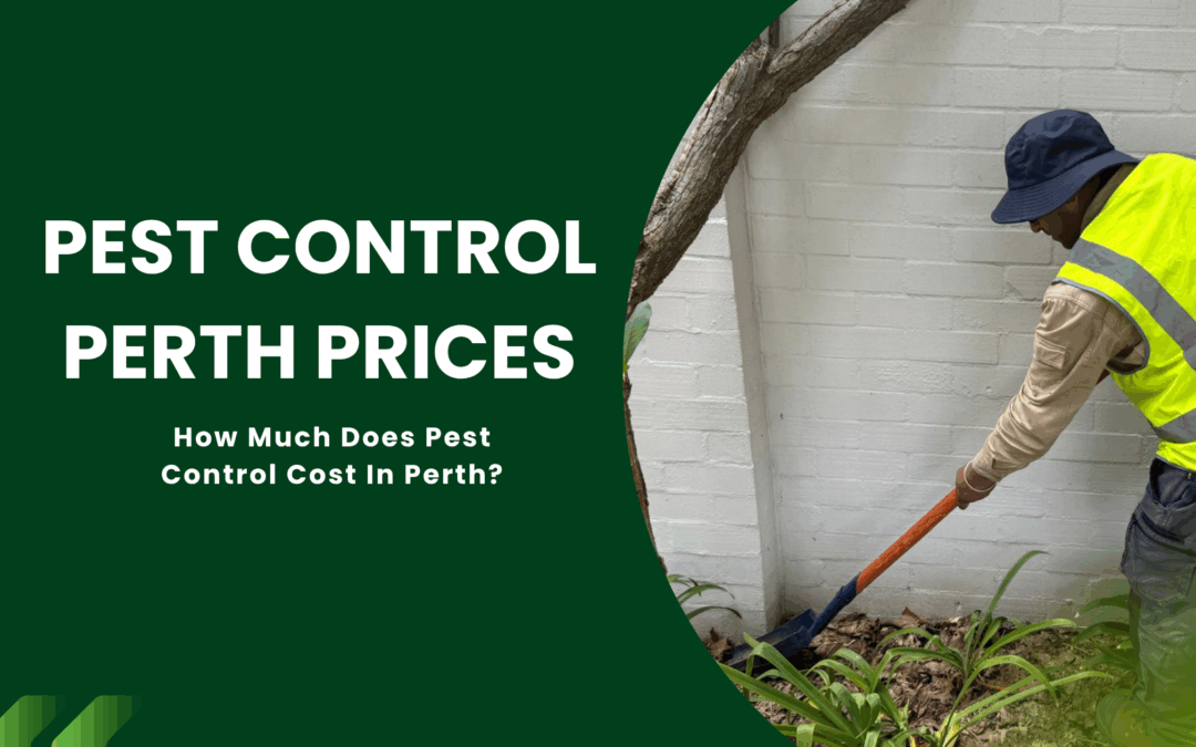 How Much Does Pest Control Cost in Perth?