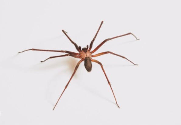 Safe and Effective Spider Control in Perth Homes