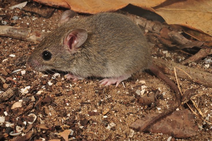 Got Rats at Home? Here’s What You Should Do