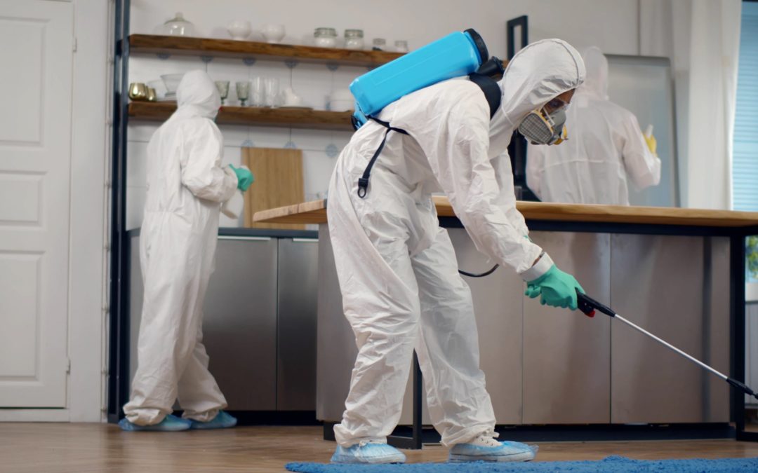 How Real Estate Agents and Buyers Can Benefit from Pre-Purchase Pest Control in Perth